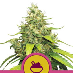 Blue Gelato fem. Royal Queen