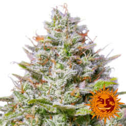 Blue Gelato 41 fem. Barney's
