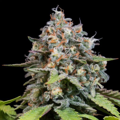 Blue Gem fem. Paradise Seeds