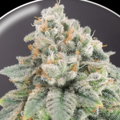 Blue Hell CBD fem. Medical seeds
