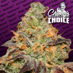 Blue Kush Berry fem. Paradise Seeds