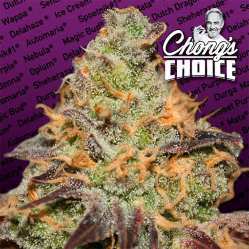 Blue Kush Berry fem. Paradise Seeds