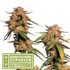 Blue Moby fem. Seedstockers Superior