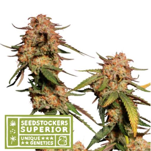 Blue Moby fem. Seedstockers Superior