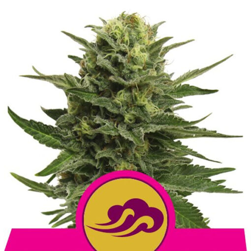 Blue Mystic fem. Royal Queen