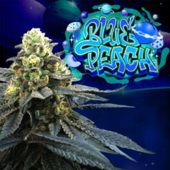 Blue Peach 6 u. fem Perfect Tree