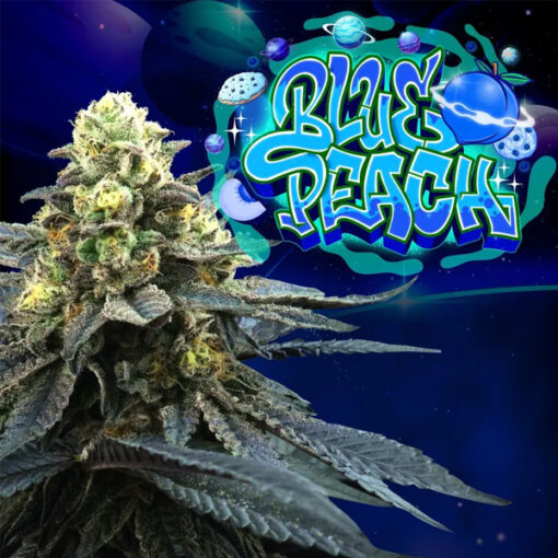 Blue Peach 6 u. fem Perfect Tree