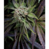 Blue Pyramid fem. Pyramid Seeds