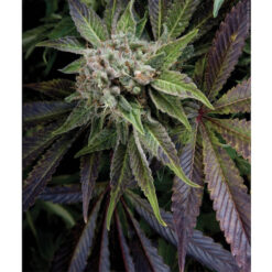 Blue Pyramid fem. Pyramid Seeds