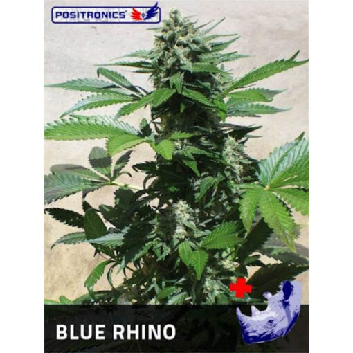 Blue Rhino fem. Positronics Seeds