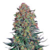Blue Skunk fem. Sensi Seed