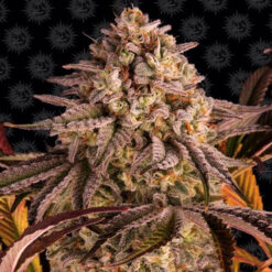 Blue Sunset Sherbet fem. Barney's