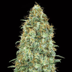 Blueberry fem. 00 Seeds