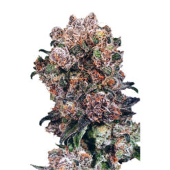 Blueberry fem. Dutch Passion