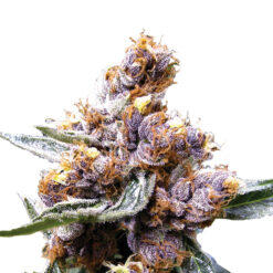Blueberry fem. Nirvana