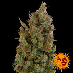 Blueberry Cheese fem. Barney's
