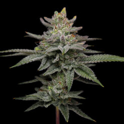 Blueberry Cupcake 3 u. fem Humbold Seeds Company