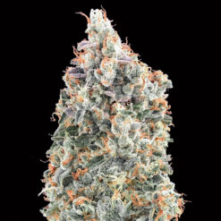 Blueberry Fast fem. 00 Seeds