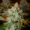 Blueberry Glue. Expert Seeds