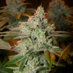 Blueberry Glue. Expert Seeds