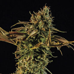Blueberry Headband fem. Humboldt Seed Organization