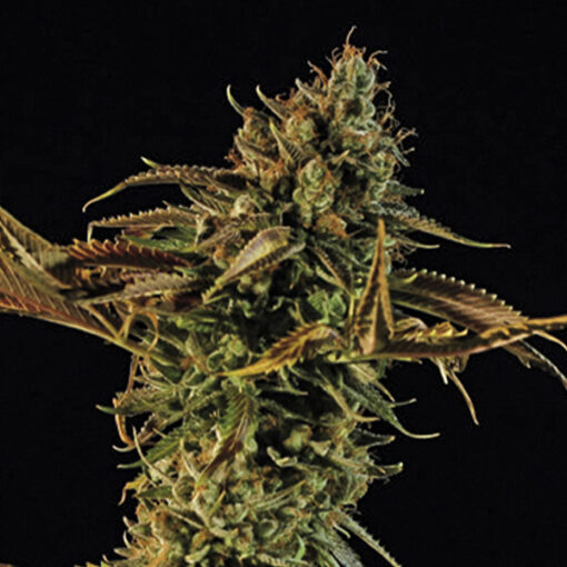 Blueberry Headband fem. Humboldt Seed Organization