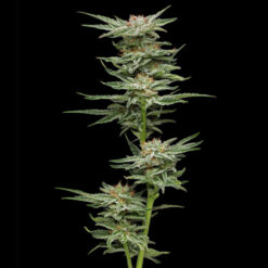Blueberry Muffin 3 u. fem Humbold Seeds Company