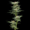 Blueberry Muffin 5 u. fem Humbold Seeds Company