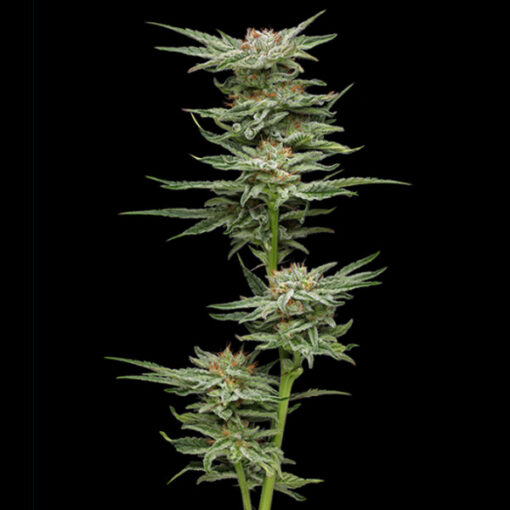 Blueberry Muffin 5 u. fem Humbold Seeds Company