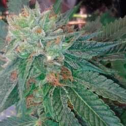 Blueberry OG fem. Barney`s