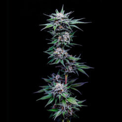 Blueberry Pancakes 3 u. fem Humbold Seeds Company
