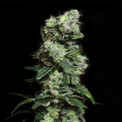 Blunt Bombs - Limited Release fem. Elev8 Seeds