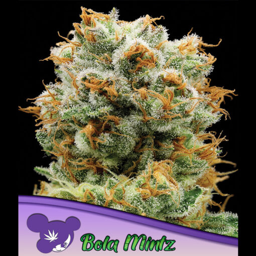 Bola Mintz fem. Anesia