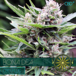 Bona Dea DBD+ 3+1 u. fem. Vision Seeds
