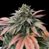 Boobies 3 u. fem Limited Edition Gratefull Seeds