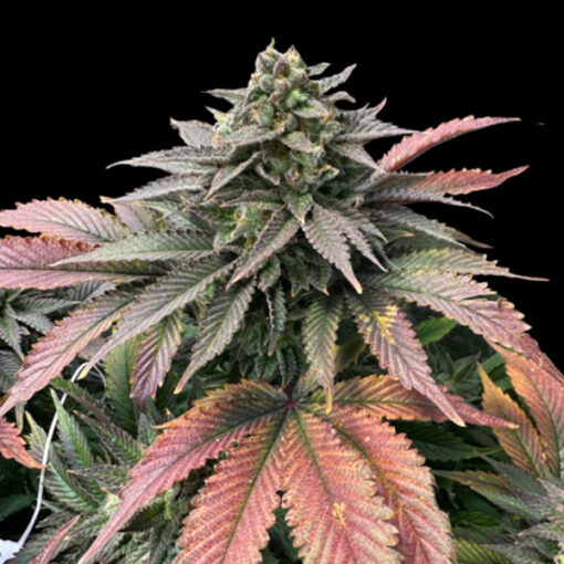 Boobies 3 u. fem Limited Edition Gratefull Seeds