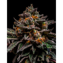Brain Cake fem. Ripper Seeds
