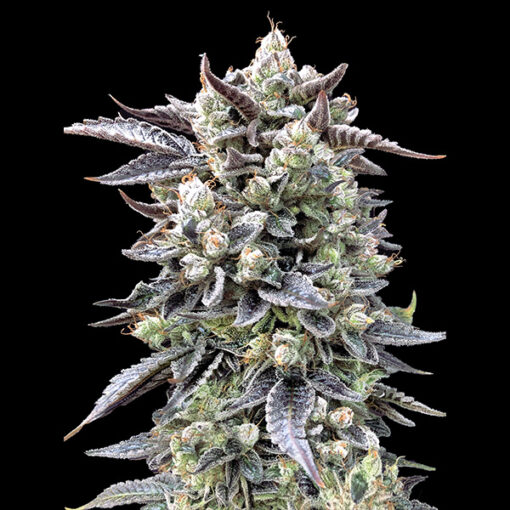 Brain Stroke Fast  1 ud High Speed Buds