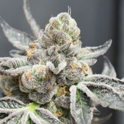Brake Pad Breath fem. Ripper Seeds