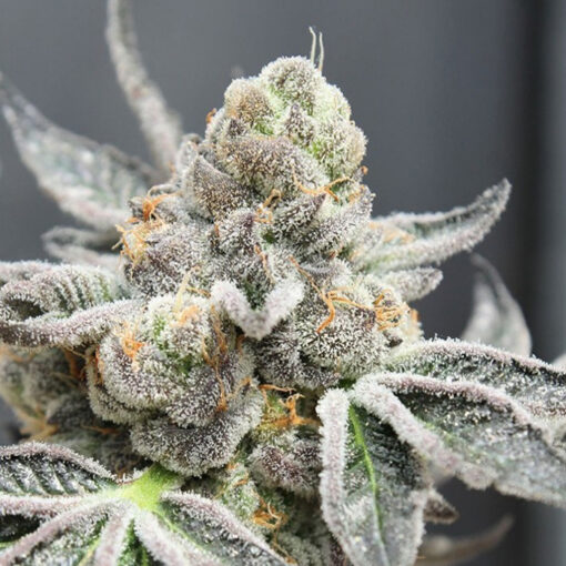 Brake Pad Breath fem. Ripper Seeds