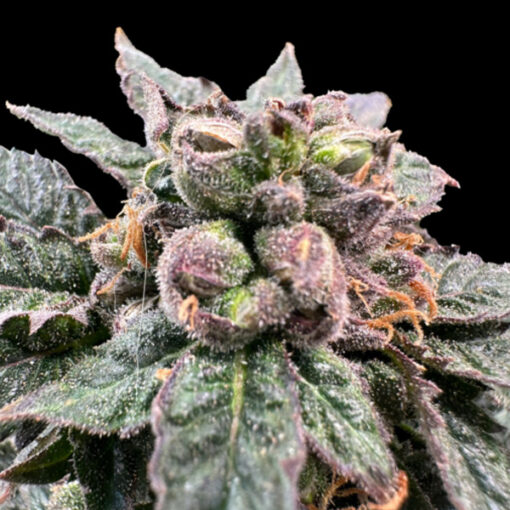 Bro Science 3 u. fem Gratefull Seeds