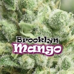 Brooklyn Mango fem. Dr Underground