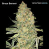 Bruce Banner fem. Advanced Seeds