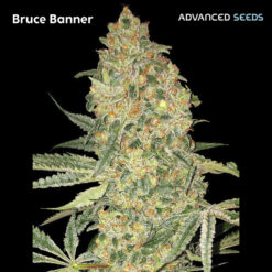 Bruce Banner fem. Advanced Seeds