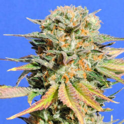 Bruce Banner # 3 fem. Original Sensible