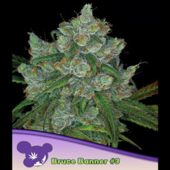 Bruce Banner #3 fem. Anesia