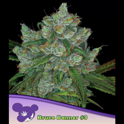 Bruce Banner #3 fem. Anesia