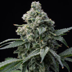 Bruce Banner  3 u. fem. Barney's