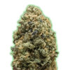 Bruce Banner fem. Monster Genetics