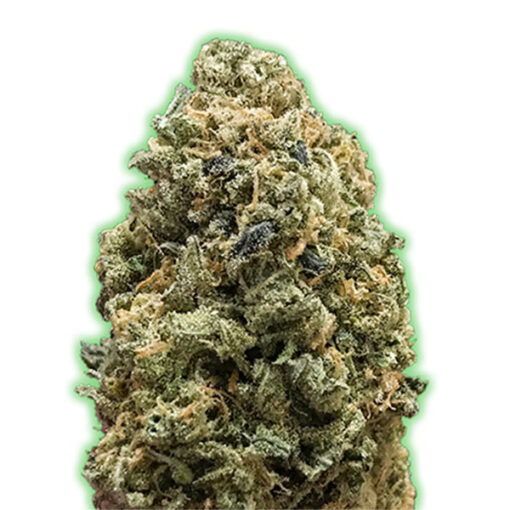 Bruce Banner fem. Monster Genetics